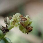 Heliotropium curassavicum Fruit