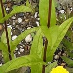 Penstemon digitalis Leaf