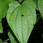 Dioscorea hondurensis List