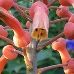Aloe amudatensis Blodyn