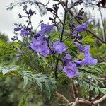 Jacaranda mimosifolia D.Don JAKARANDAAAAFiore