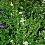 Salvia viridis Συνήθη χαρακτηριστικά