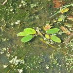 Potamogeton nodosus Leaf