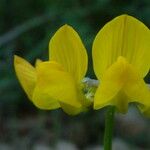 Hippocrepis comosa Flower