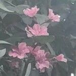 Tibouchina granulosa 花