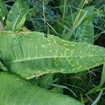 Cirsium heterophyllum Leaf