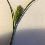 Carex hirta Õis
