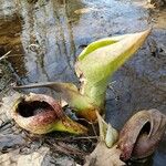 Symplocarpus foetidus Hábito