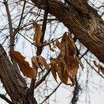 Quercus bicolor Leaf