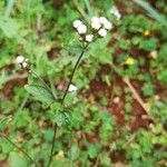 Ageratum conyzoides Blüte