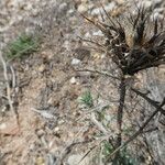 Carlina lanata Frutto