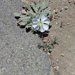 Eulobus californicus Flower