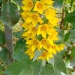 Lysimachia punctataFlower