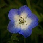 Nemophila menziesii Květ