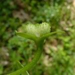 Floerkea proserpinacoides 花