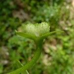 Floerkea proserpinacoides Flower