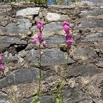 Antirrhinum majusBlomst