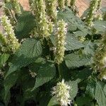 Agastache rugosa Flower