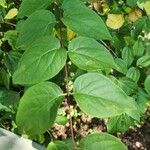 Philadelphus coronariusBlad