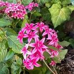 Pentas lanceolata Blodyn