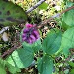 Lathyrus venetus Blad