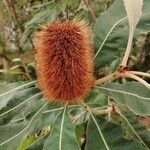Banksia robur फूल