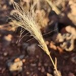 Aristida adoensis फूल