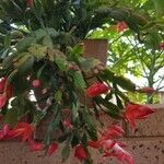 Schlumbergera truncata 叶