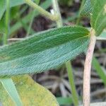 Pterolepis glomerata Blatt