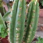 Trichocereus macrogonus Leaf