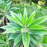 Echium callithyrsum Leaf