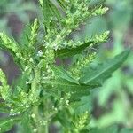 Dysphania ambrosioides Flower