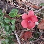 Barleria repens Цветок