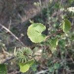 Abutilon indicum Іншае