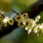 Ulmus minor Fruit