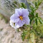 Solanum sisymbriifolium Λουλούδι