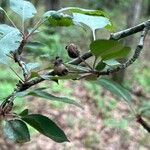 Malus coronaria Fruit