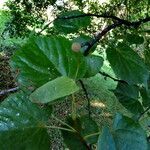 Tilia japonica Leaf