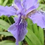 Iris tectorum ফুল