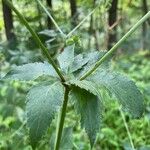 Sanicula canadensis Hoja