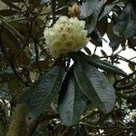 Rhododendron macabeanum Çiçek