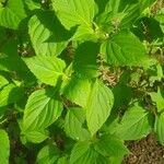 Ocimum campechianumFeuille