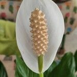 Spathiphyllum wallisiiFlor