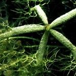 Utricularia radiata Ŝelo