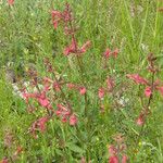 Stachys coccinea Hábitos