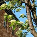 Sorbus intermedia Bark