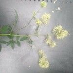 Thalictrum flavum Kwiat