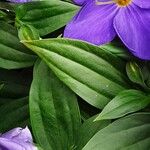 Exacum trinervium Blatt