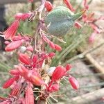 Hesperaloe parviflora Fruit