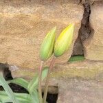Tulipa sylvestris പുഷ്പം